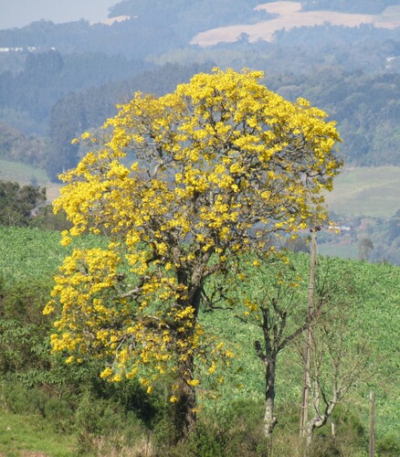 Handroanthus albus (Cham.) Mattos