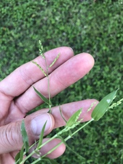 Urochloa reptans