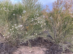 Baccharis sarothroides