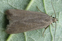 Acompsia cinerella