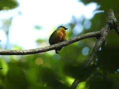 Euphonia gouldi