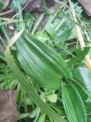Himantoglossum hircinum