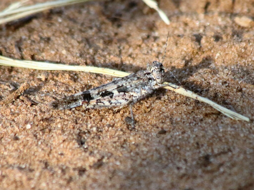 Acrotylus junodi