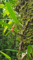 Bulbophyllum bernadetteae