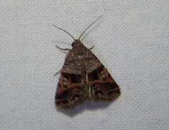 Ozarba megaplaga
