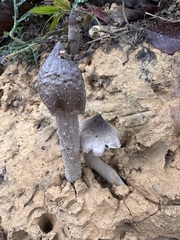 Termitomyces fuliginosus