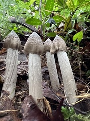 Termitomyces fuliginosus