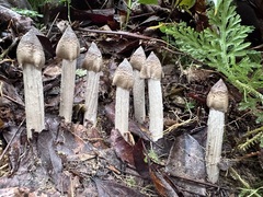 Termitomyces fuliginosus