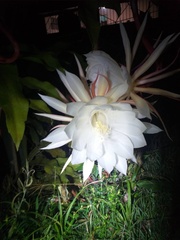 Epiphyllum oxypetalum