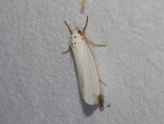Ilemodes astriga