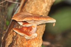 Gymnopilus junonius