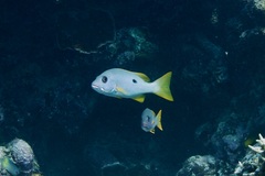Lutjanus monostigma