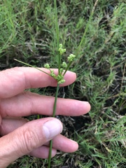 Cyperus surinamensis