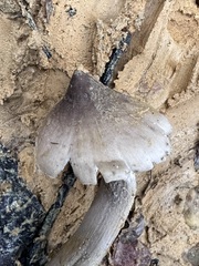 Termitomyces fuliginosus