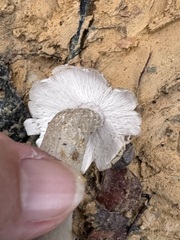 Termitomyces fuliginosus