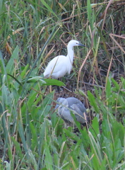 Egretta garzetta
