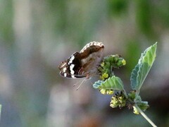 Junonia oenone oenone