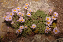 Erigeron tracyi