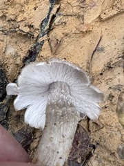 Termitomyces fuliginosus