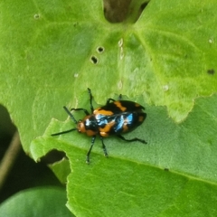 Phyllocharis undulata