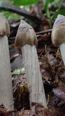 Termitomyces fuliginosus