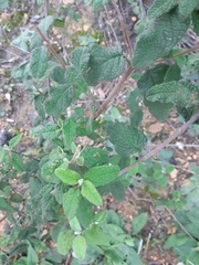Cistus salviifolius