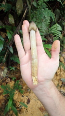 Termitomyces fuliginosus