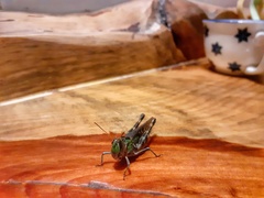 Rhammatocerus pictus