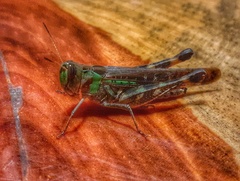 Rhammatocerus pictus