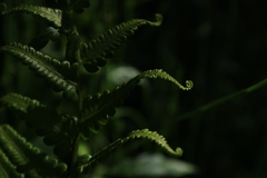 Cyclosorus interruptus