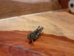 Rhammatocerus pictus