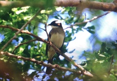 Pycnonotus sinensis formosae