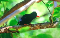 Hypsipetes leucocephalus
