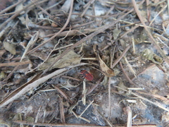 Pyrrhocoridae