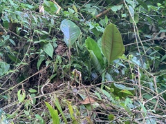 Myiotriccus ornatus