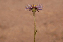 Erigeron tracyi