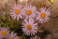 Erigeron tracyi