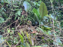 Myiotriccus ornatus