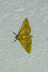 Polygrammodes runicalis