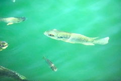 Oreochromis niloticus