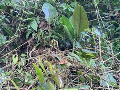 Myiotriccus ornatus