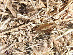 Blattella
