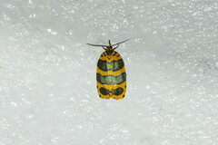 Pseudatteria cantharopa pulchra