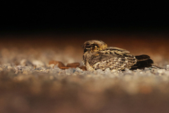 Caprimulgus asiaticus