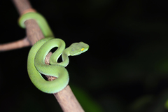 Trimeresurus macrops