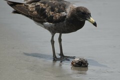 Larus belcheri