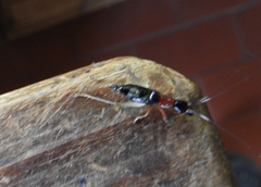 Cranistus colliurides