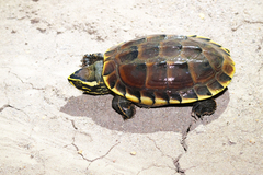 Malayemys macrocephala