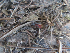 Pyrrhocoridae