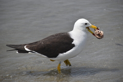 Larus belcheri